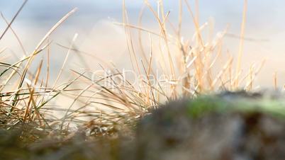 Closeup of grasses in the wind, part 2
