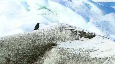 Black raven jumps on an ice block and flies away