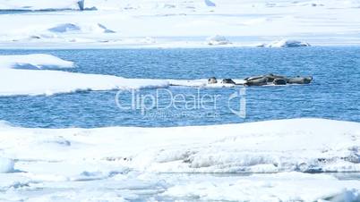 Seals swimming on an ice floe, part 2