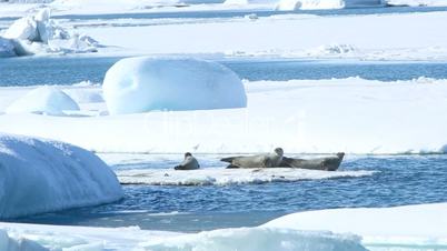 Seals swimming on an ice floe, part 4