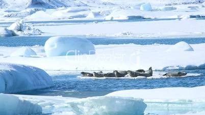 Seals swimming on an ice floe, part 3