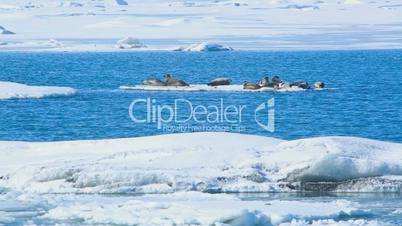 Seals swimming on an ice floe, part 1