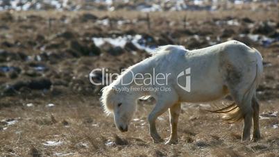 White Icelandic horse withstands the rough wind on a meadow