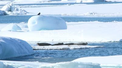 Seals swimming on an ice floe, part 5