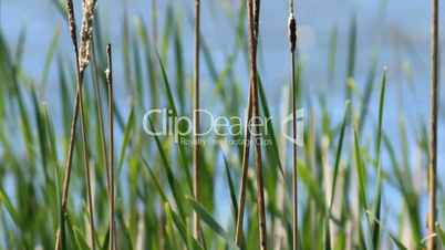 Bird in the reeds