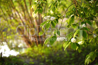 A branch of a blossoming bird cherry
