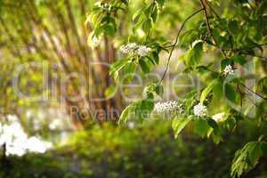 A branch of a blossoming bird cherry