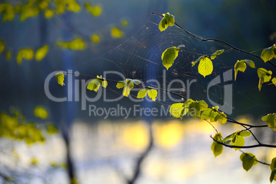 Tree branch with spider web close up