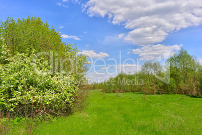 Spring landscape with blooming cherry