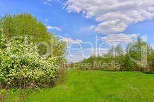 Spring landscape with blooming cherry