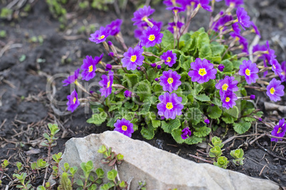 Flowerbed flowering verbena