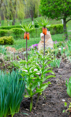 Lawn with blooming lilies in the garden