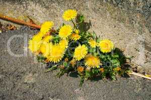 Dandelion on the roadside