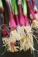 Close up of a bunch of red scallions
