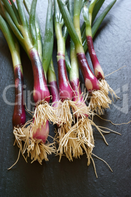 Red fresh Spring Onions