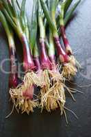 Red fresh Spring Onions