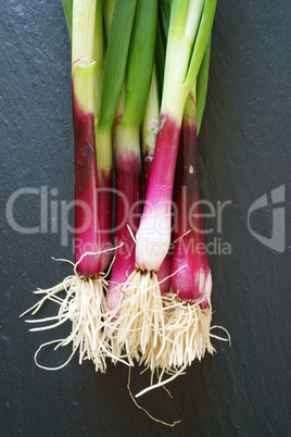 Fresh red Spring Onions