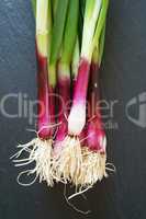 Fresh red Spring Onions