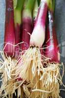 Close up of red scallions