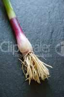 Close up of single red scallion