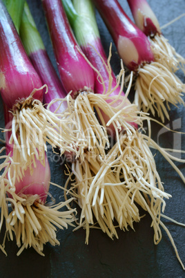 Close up of fresh scallions