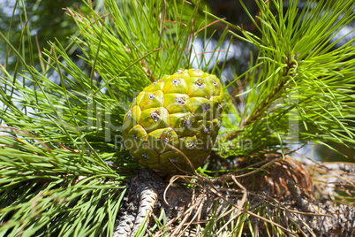 Closeup of a unripe green pine cone