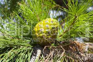 Closeup of a unripe green pine cone