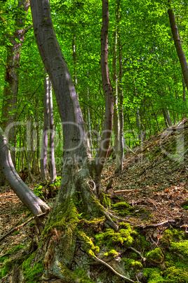 HDR image of a wooded area