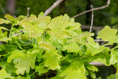 oak leaves