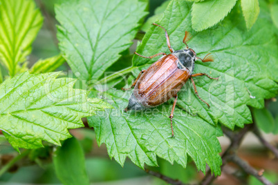 Cockchafer