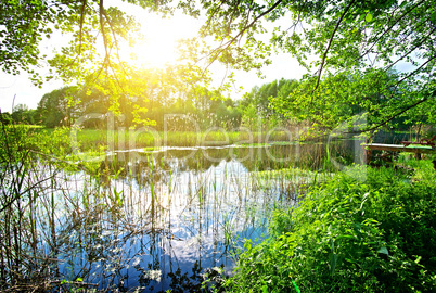 Branches above river