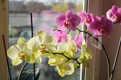 pink and yellow orchids on the window