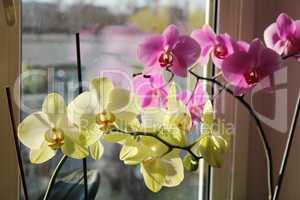 pink and yellow orchids on the window