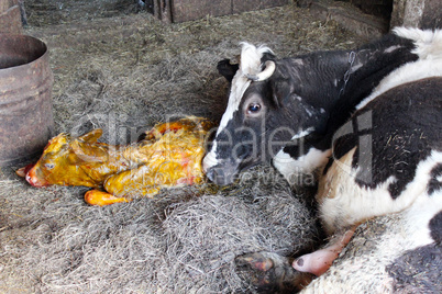 just born calf and cow