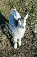 little goat on the pasture