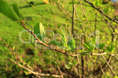 branch of alder in the spring