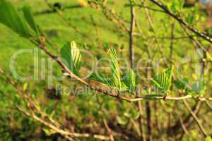 branch of alder in the spring