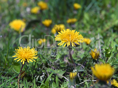 blown yellow dandelion flower close up