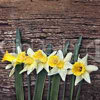 Flowers yellow daffodils on a wooden vintage background