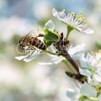 bee pollinates a flower cherry closeup