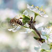 bee pollinates a flower cherry closeup