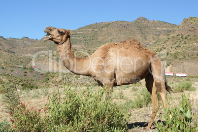 Kamel, Äthiopien, Afrika