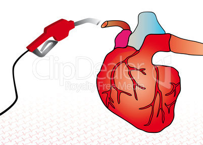 cardiac system