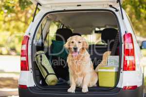 Domestic dog in car trunk