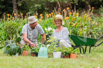 Happy grandmother and grandfather gardening