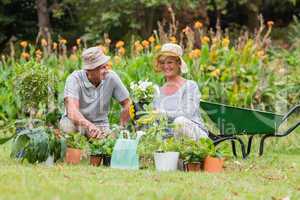 Happy grandmother and grandfather gardening