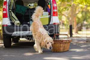 Domestic dog in car trunk