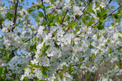 blossoming cherry orchard and blue sky