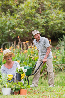 Happy grandmother and grandfather gardening