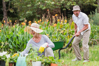 Happy grandmother and grandfather gardening